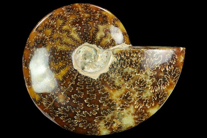Polished Ammonite (Cleoniceras) Fossil - Madagascar #127207